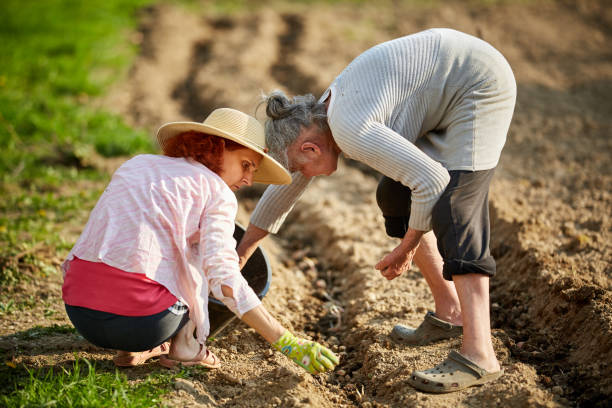 istock Mother and daughter planting potatoes 995771634