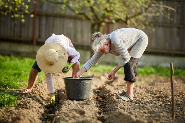 istock Mother and daughter planting potatoes 995771736