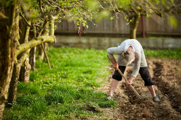 istock Old farmer lady planting potatoes 995771802