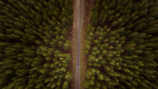 istock View from Above of Forest 995778784
