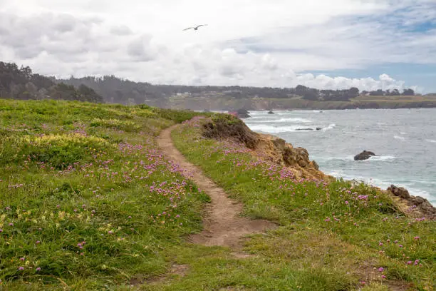 Informal footpath along low cliffs beside the Pacific Ocean near Mendocino in California is dressed with springtime wildflowers including pink clover, while a seagull flying overhead appears to be leading the way