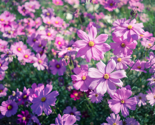 istock Pink cosmos flowers 995779362