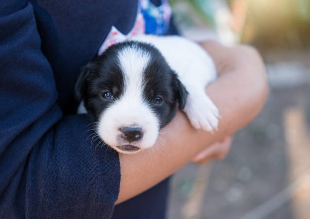 Little puppy in woman hands and looking at camera.