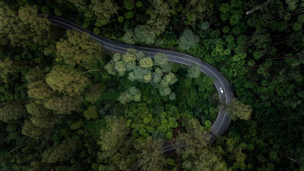 vista dall'alto della foresta - road in forest foto e immagini stock