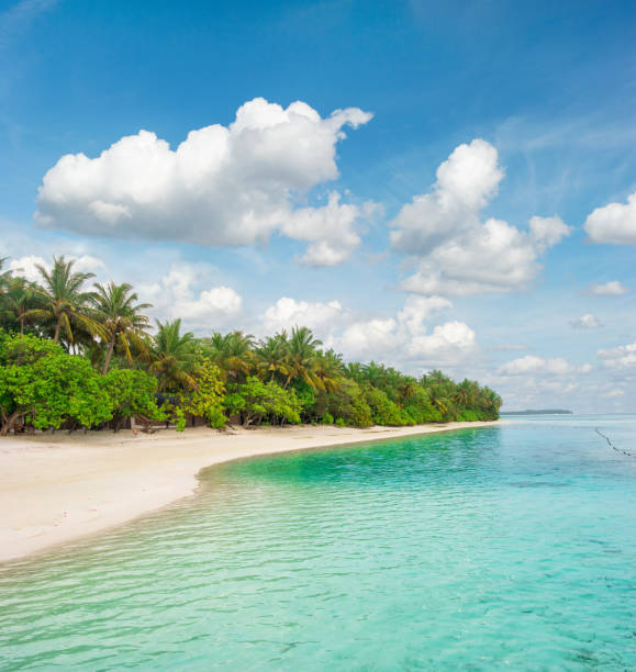 istock Tropical island beach Palm trees Blue sky 995786814