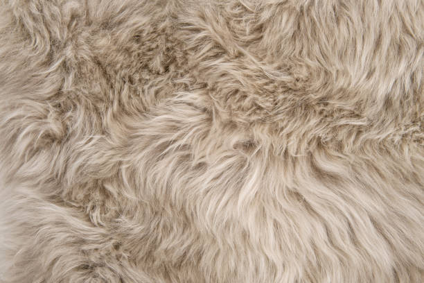 istock Natural sheepskin rug background sheep fur 995786872
