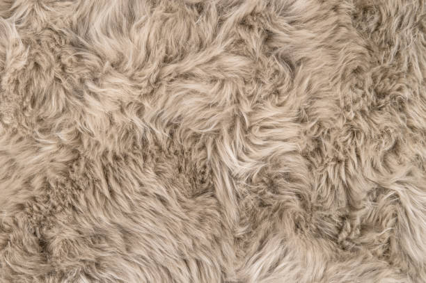 istock Natural sheepskin rug background Sheep fur 995786924