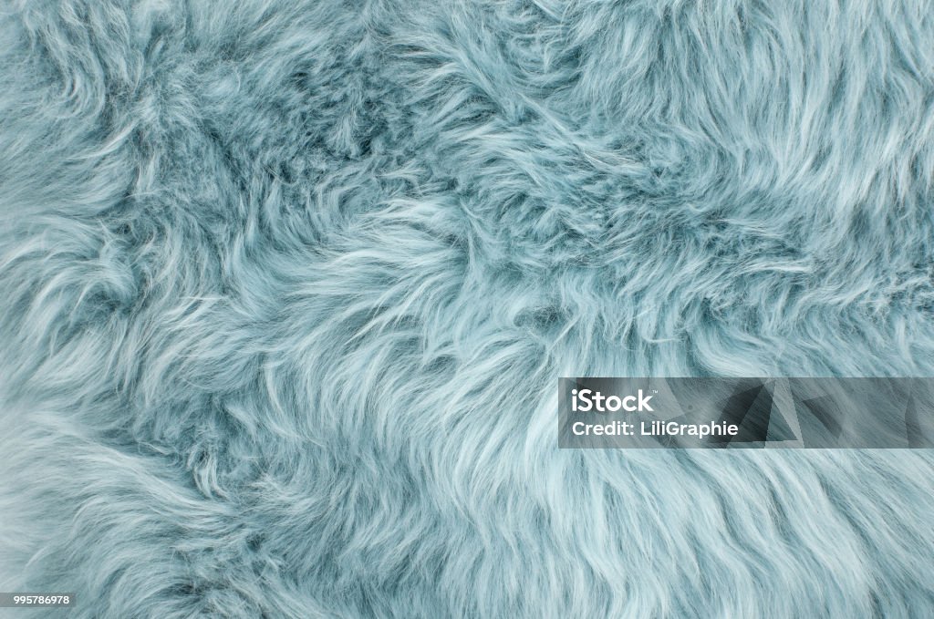 Blue sheepskin rug background sheep fur Blue sheepskin rug background. Wool texture. Close up sheep fur Fur Stock Photo