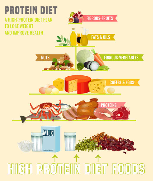 белковая диета плакат - lean meat stock illustrations