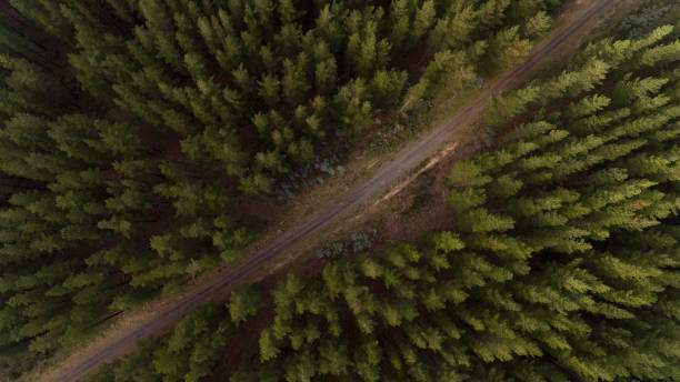 istock View from Above of Forest 995790346