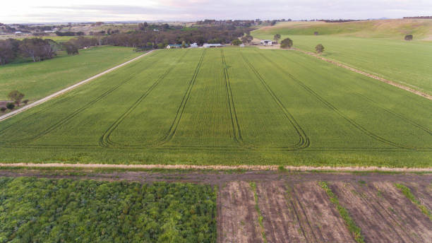 istock Aerial View of Crops in Field 995790446