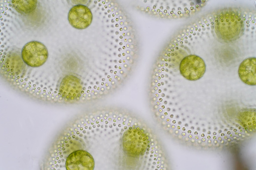 Volvox es un género polifilética de chlorophyte algas o fitoplancton. photo