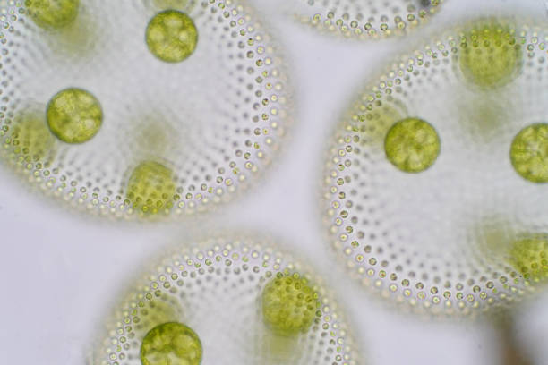 ボルボックスは、chlorophyte グリーン藻類や植物プランクトンの多元的な属であります。 - asexual reproduction ストックフォトと画像