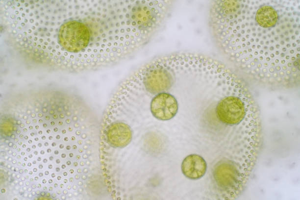 istock Volvox is a polyphyletic genus of chlorophyte green algae or phytoplankton. 995794896