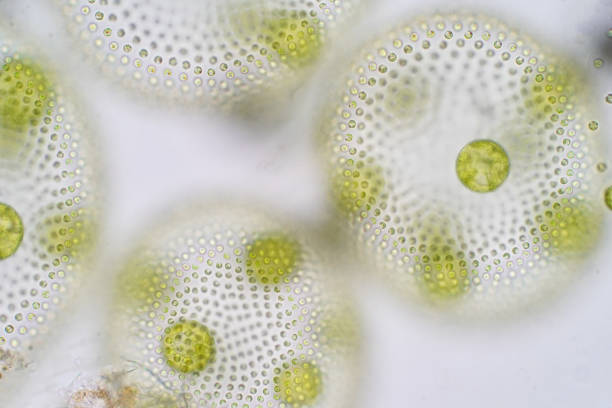istock Volvox is a polyphyletic genus of chlorophyte green algae or phytoplankton. 995794898