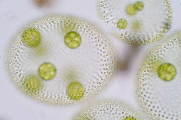 istock Volvox is a polyphyletic genus of chlorophyte green algae or phytoplankton. 995794902