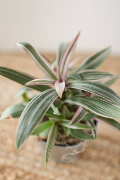 istock Tradescantia Plant 