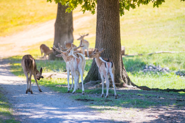 istock Beautiful deers in the summer 995804278