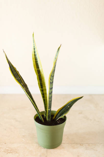istock Sansevieria 'Laurentii' Snake Plant 995810814
