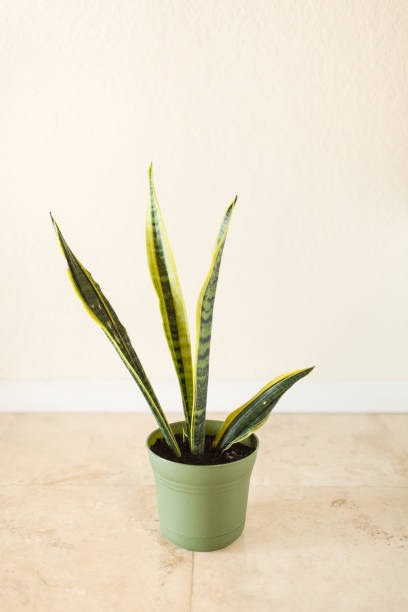 istock Snake Plant Houseplant 'Laurentii' 995810822