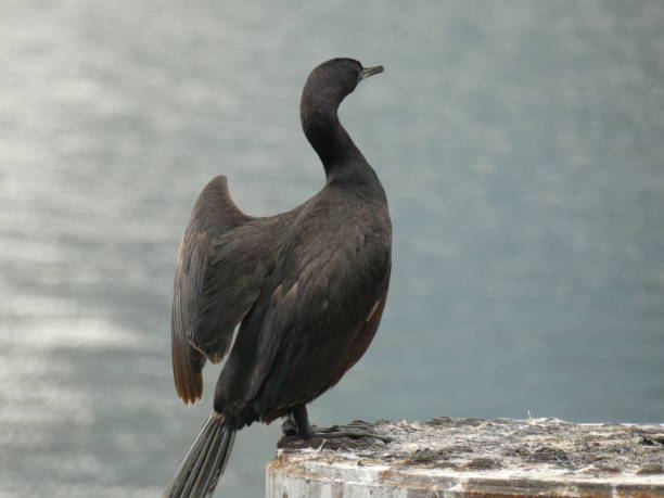 istock Beautiful Black Bird On A Wodden Log 995810860