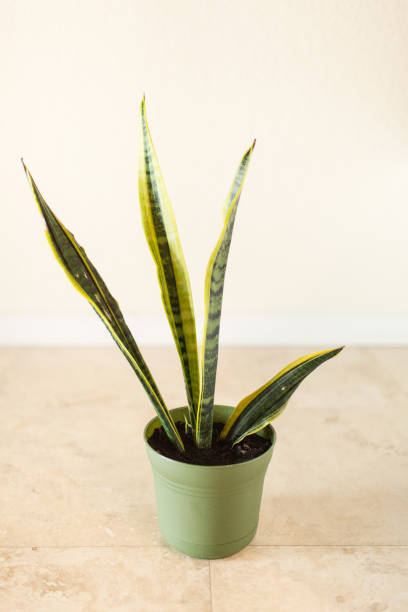 istock Sansevieria Trifasciata 'Laurentii' Snake Plant 995810870