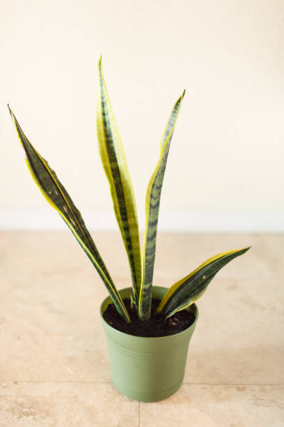 istock Sansevieria 'Laurentii' Snake Plant 995810892