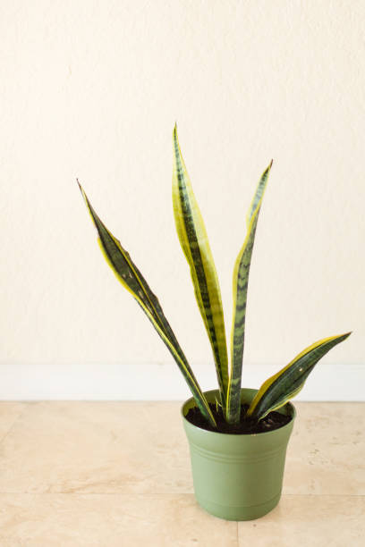 istock Sansevieria Trifasciata 'Laurentii' Snake Plant 995810910