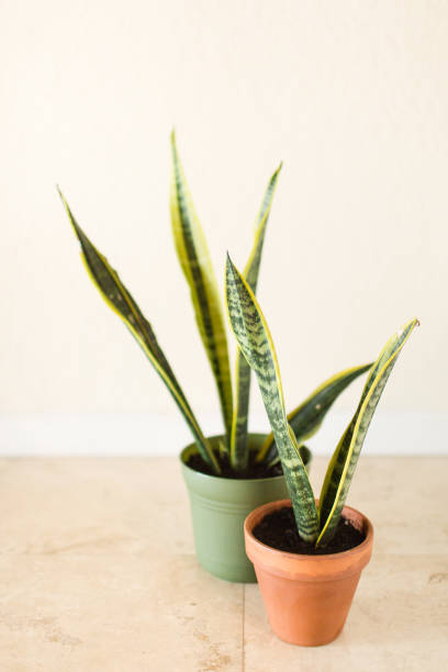 istock Sansevieria 'Laurentii' Snake Plant 995810916