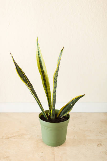 istock Sansevieria Trifasciata 'Laurentii' Snake Plant 995810918