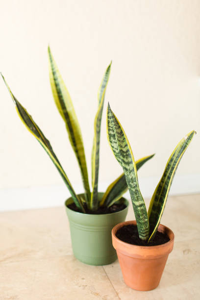 istock Sansevieria Trifasciata 'Laurentii' Snake Plant 995811152