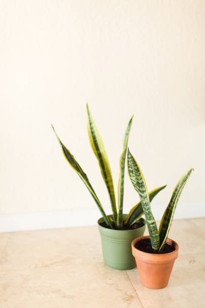 istock Snake Plant Houseplants 'Laurentii' 995811164