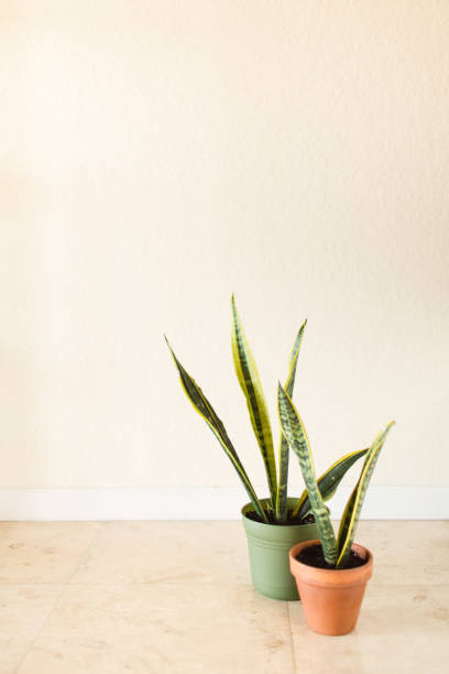 istock Sansevieria Trifasciata 'Laurentii' Snake Plant 995811166