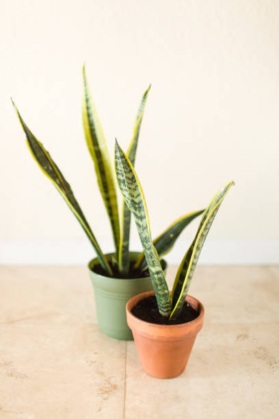 istock Sansevieria Trifasciata 'Laurentii' Snake Plant 995811168