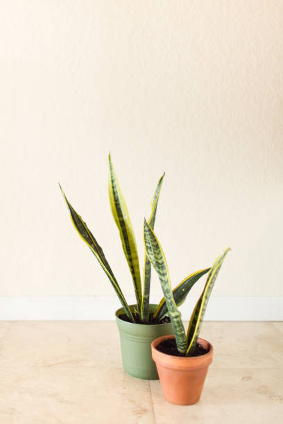 istock Sansevieria Trifasciata 'Laurentii' Snake Plant 995811198