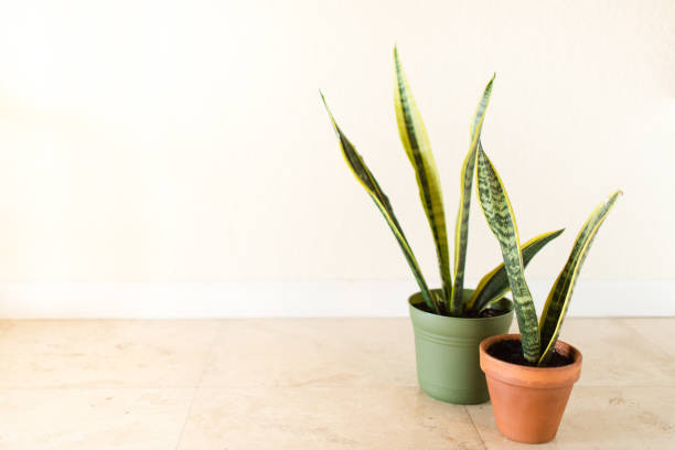 istock Sansevieria Trifasciata 'Laurentii' Snake Plant 995811224