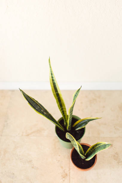 istock Sansevieria Trifasciata 'Laurentii' Snake Plant 995811340