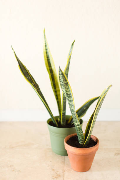 istock Sansevieria Trifasciata 'Laurentii' Snake Plant 995811470