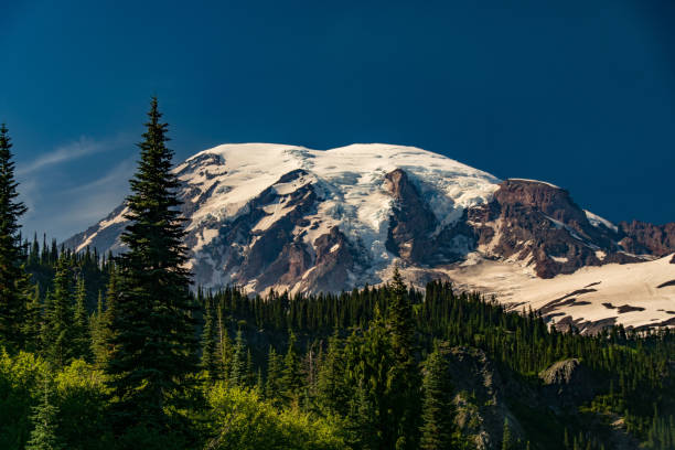 istock Pines and Mt Rainer 995815454