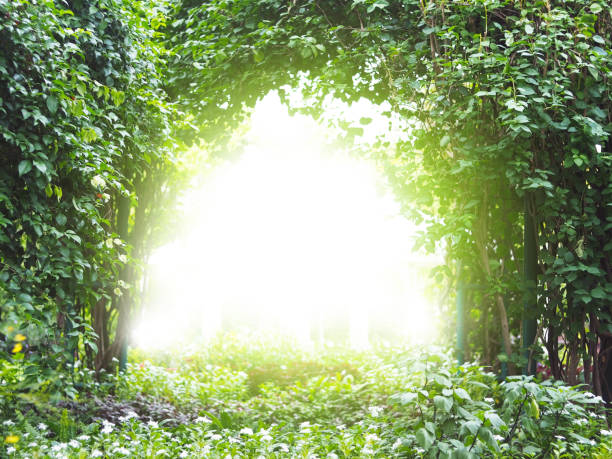 istock Arch creeper plant entrance gate 995833298