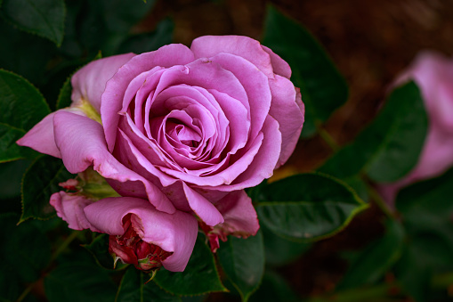 Fragrant Rose in Full Blossom. Washington Park Rose Garden, Portland, Oregon