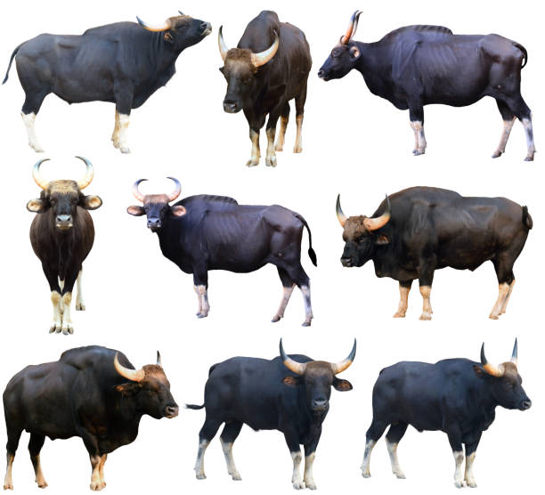 gaur ( Bos gaurus ) isolated gaur ( Bos gaurus ) isolated on white background wild cattle stock pictures, royalty-free photos & images