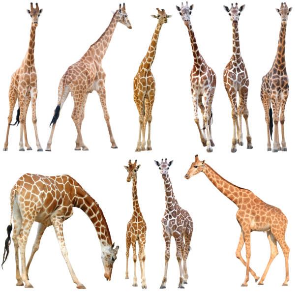 giraffa maschile e femmina isolata - reticulated foto e immagini stock