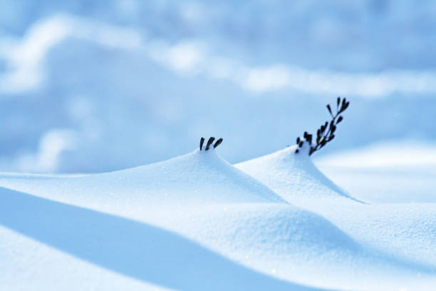 istock Tenacious Shrub Branch Tips Sticking Up from Deep Snow 995843250