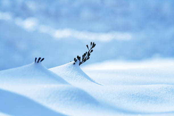 istock Tips of Two Tenacious Shrub Branches Sticking Up from Deep Snow 995843254