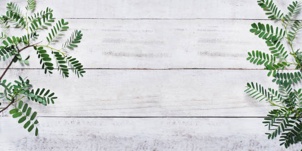 istock green leaves on white vintage wood 995843446