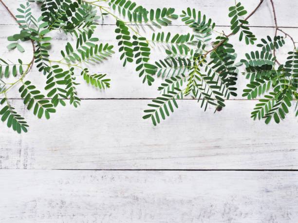 istock green leaves on white vintage wood 995843584
