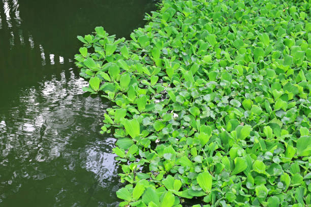 istock Green duckweed in water. 995876784