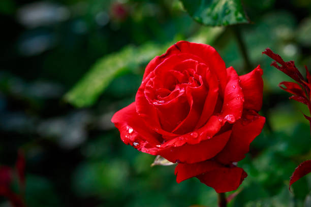Fragrant Rose in Full Blossom stock photo