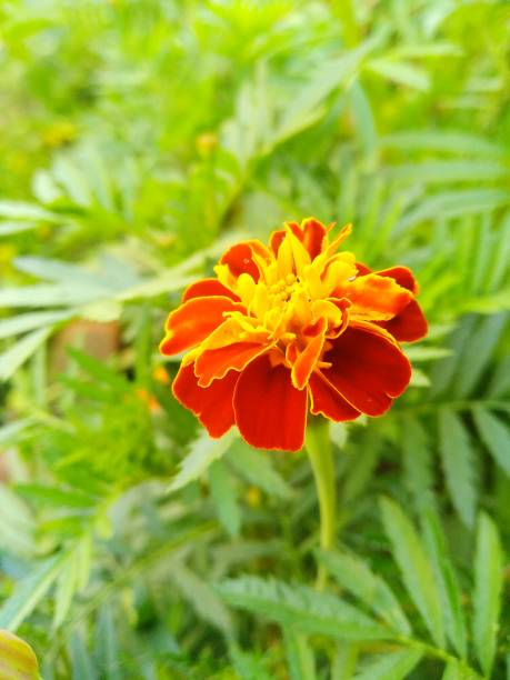 istock Beautiful Marigold flower 995895258